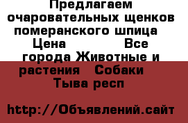 Предлагаем очаровательных щенков померанского шпица › Цена ­ 15 000 - Все города Животные и растения » Собаки   . Тыва респ.